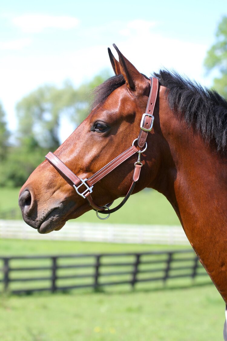 ADT Premium Halter