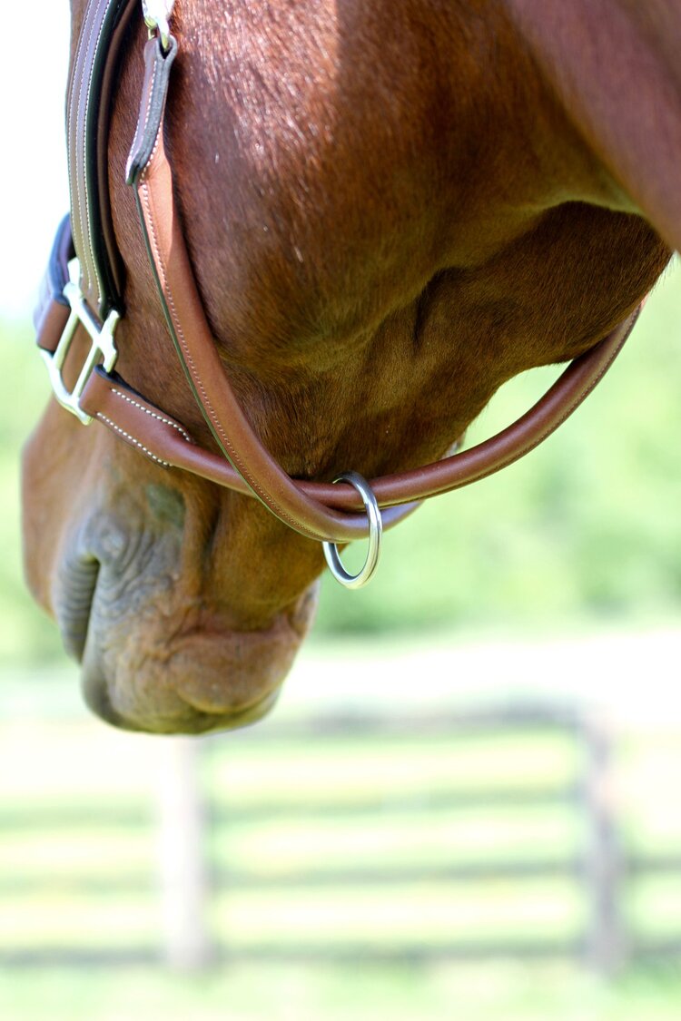 ADT Premium Halter