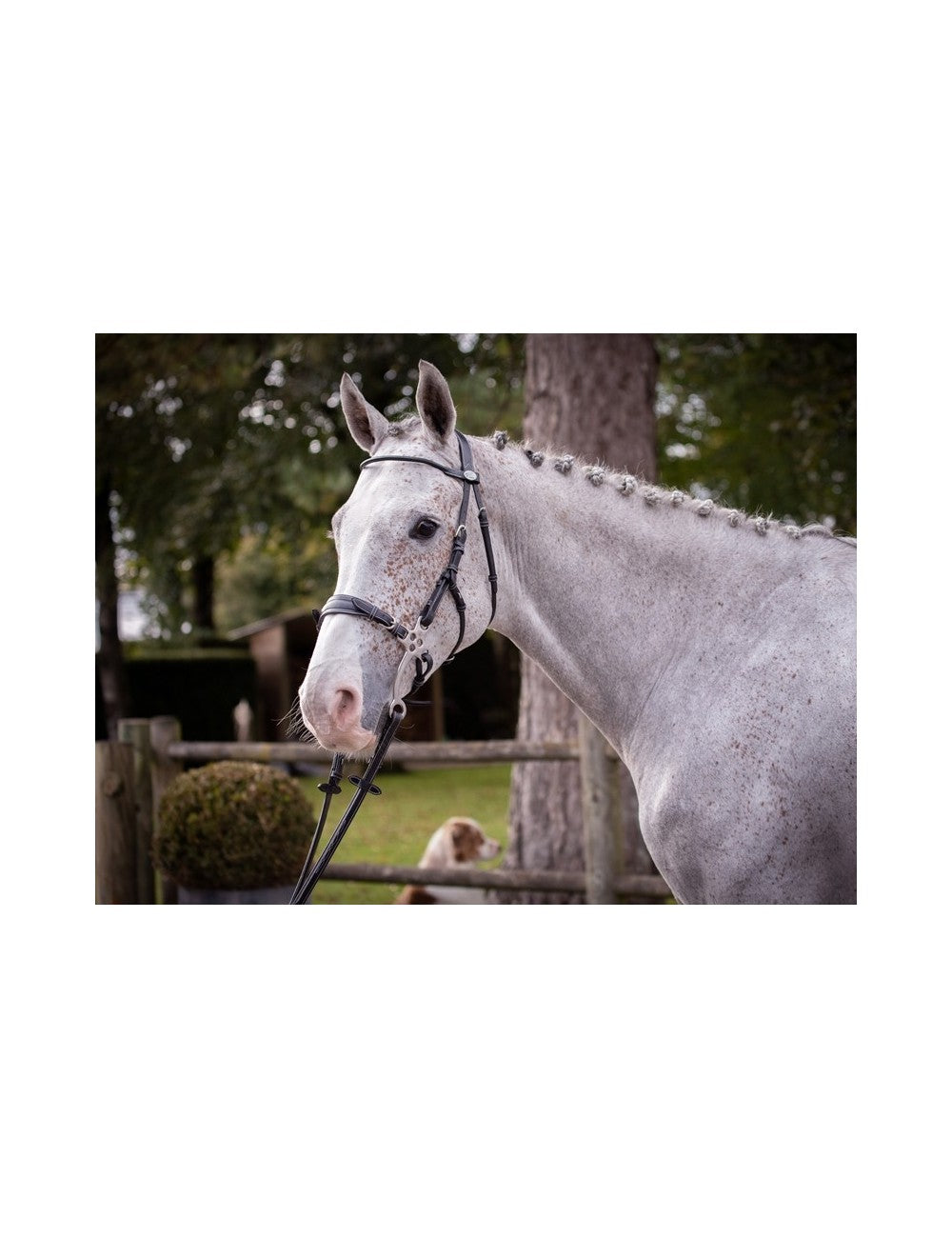 Jump'In Hackamore Bridle