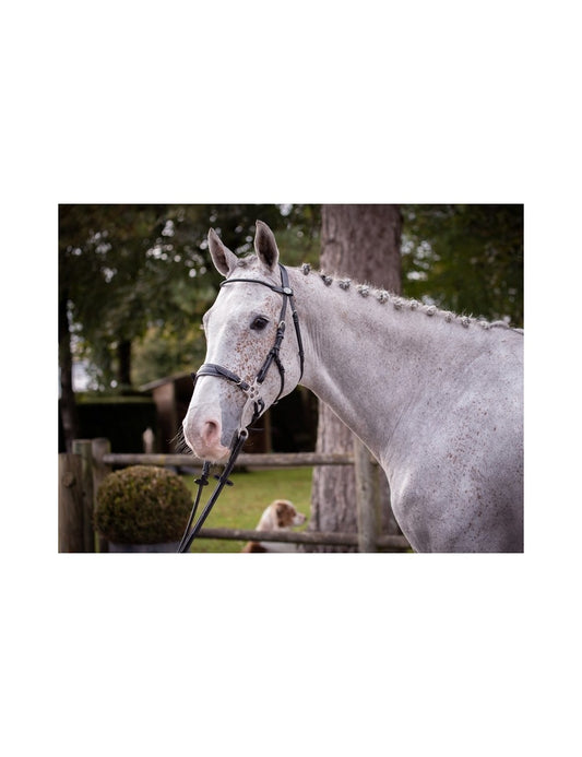 Jump'In Hackamore Bridle